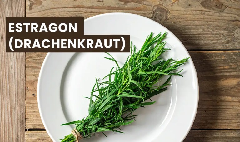 Sauce Béarnaise ohne Wein - Rezept Estragon oder auch Drachenkraut genannt - Was ist das?